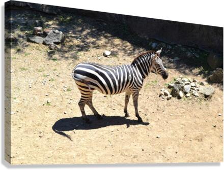 Zebra Canvas Print