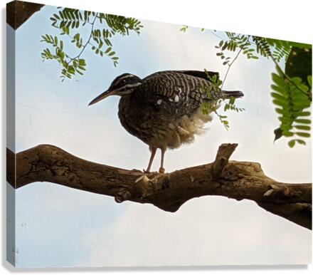 Bird Canvas Print