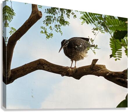 Bird Canvas Print