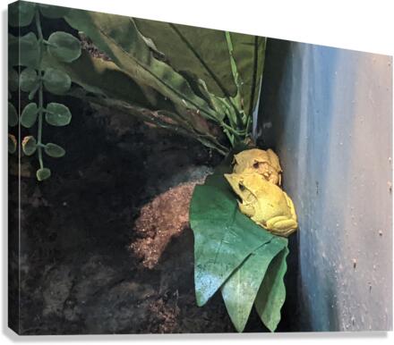Yellow Frog Canvas Print