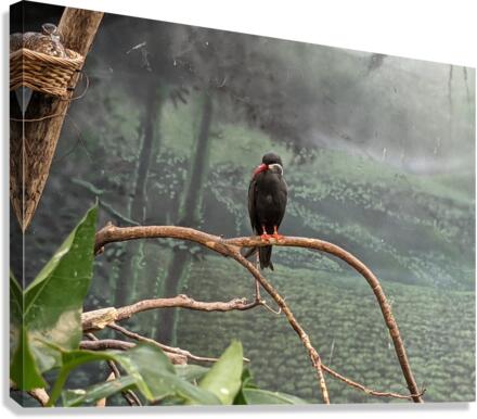 Bird Canvas Print
