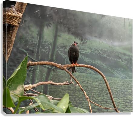 Bird Canvas Print