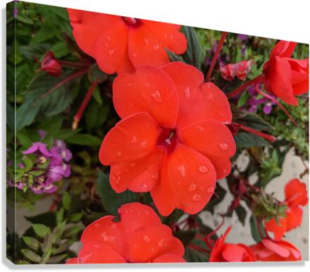 Red Flowers Canvas Print