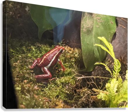 Red Frog Canvas Print