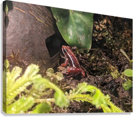 Red Frog Canvas Print