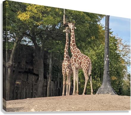 Giraffe Canvas Print