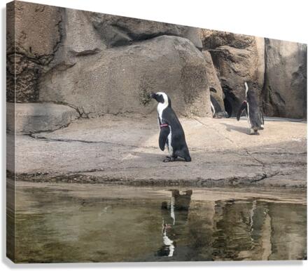 Penguin Canvas Print