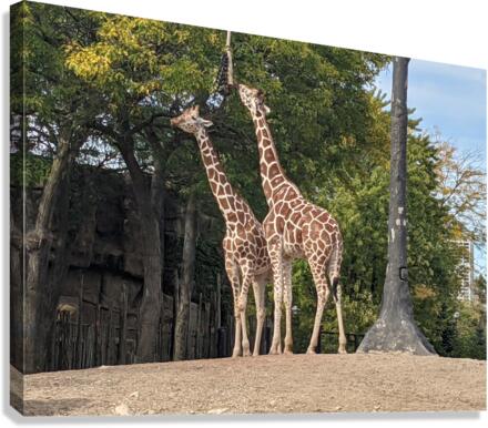 Giraffe Canvas Print