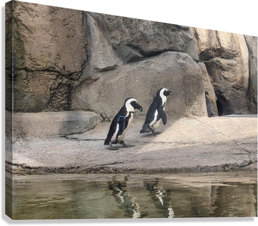 Penguin Canvas Print