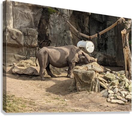 Zoo Canvas Print