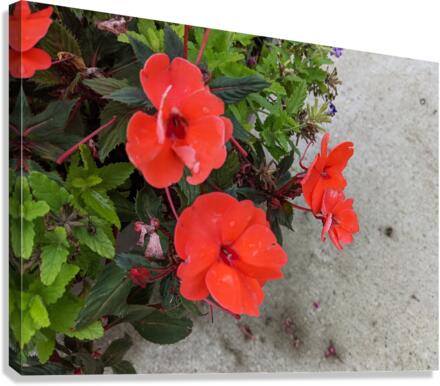 Red Flowers Canvas Print