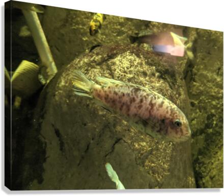 Colorful Fish Canvas Print