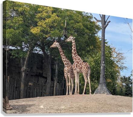 Giraffe Canvas Print