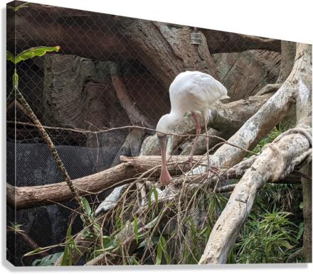 White Bird Canvas Print
