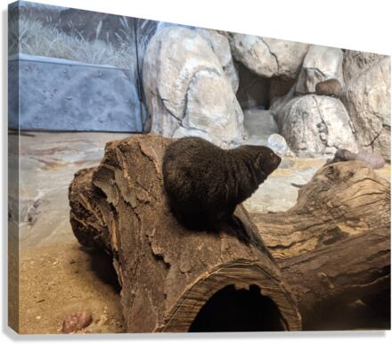 Zoo Canvas Print
