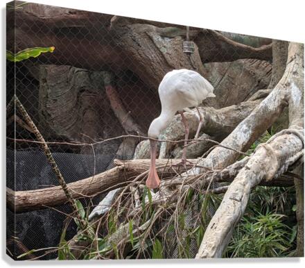 White Bird Canvas Print