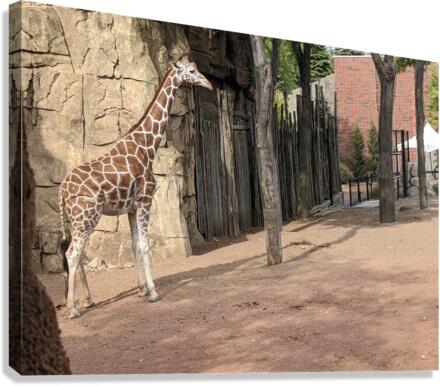Giraffe Canvas Print