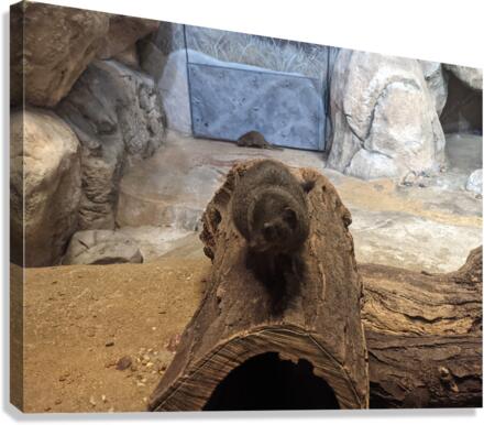 Zoo Canvas Print
