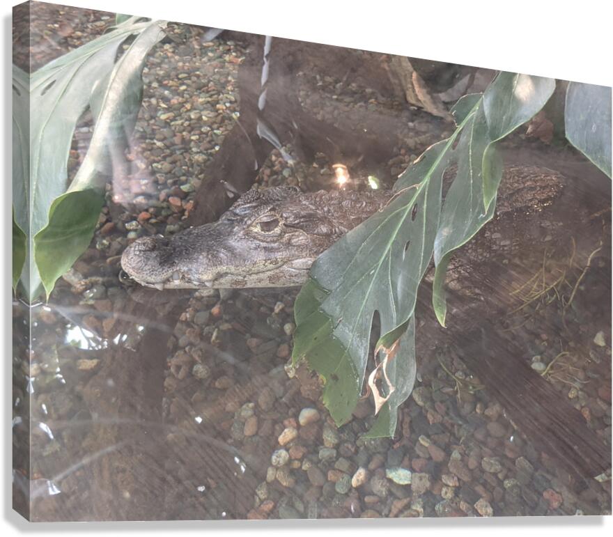 Zoo Canvas Print