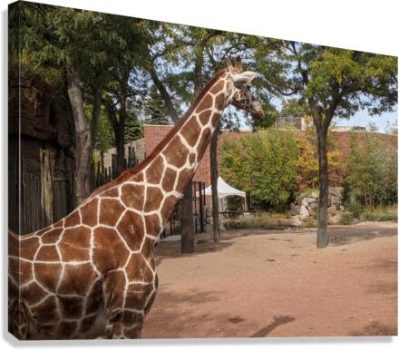 Giraffe Canvas Print