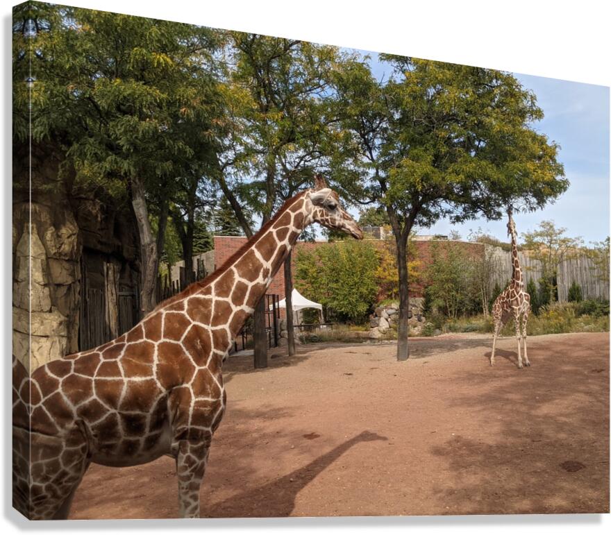 Giraffe Canvas Print