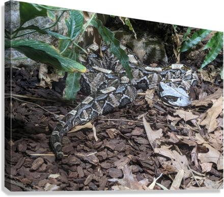 Snake Canvas Print