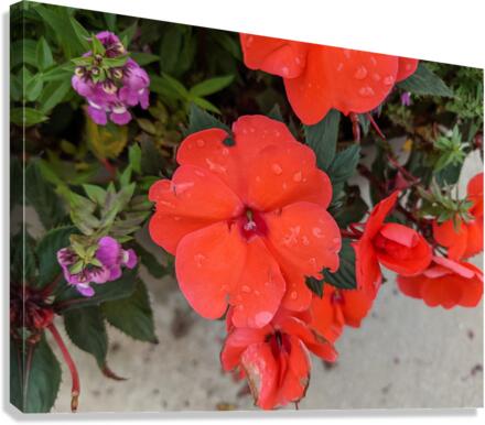 Red Flowers Canvas Print