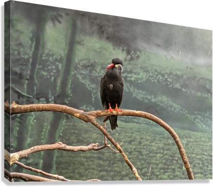 Bird Canvas Print