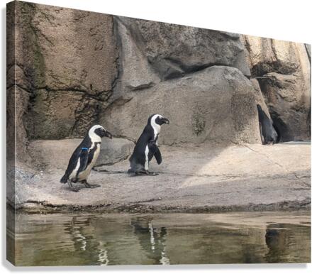 Penguin Canvas Print