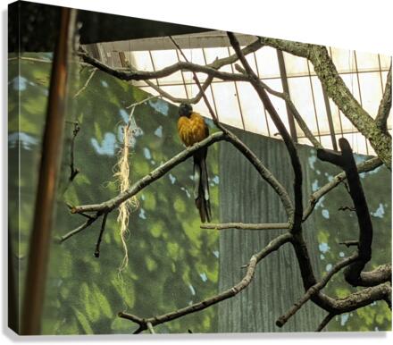 Zoo Canvas Print