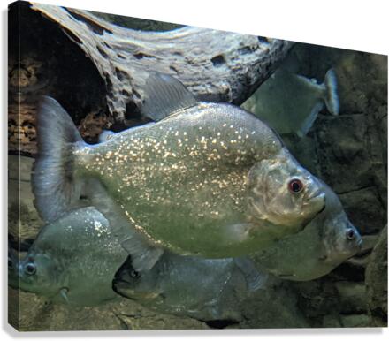 Colorful Fish Canvas Print