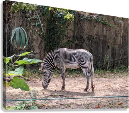 Zebra Canvas Print
