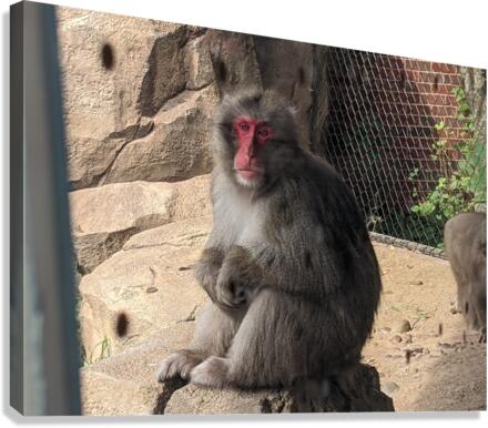 Monkey Canvas Print