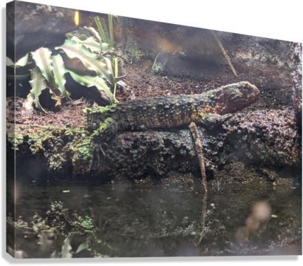 Reptile Canvas Print