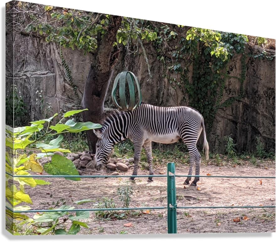Zebra Canvas Print