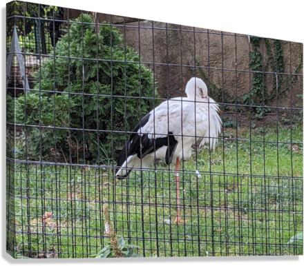 White Bird Canvas Print