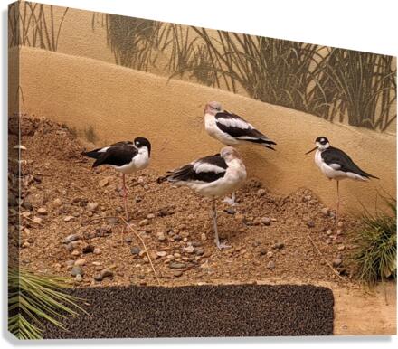 Birds Canvas Print