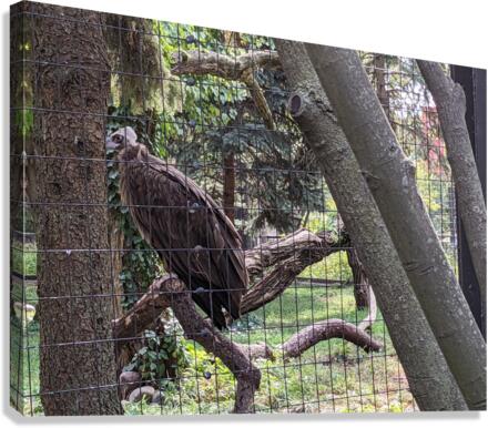 Bird Canvas Print