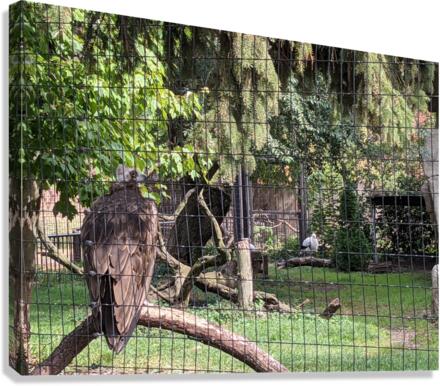 Zoo Canvas Print