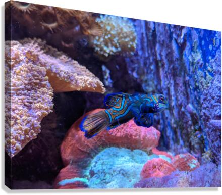 Blue Fish Canvas Print