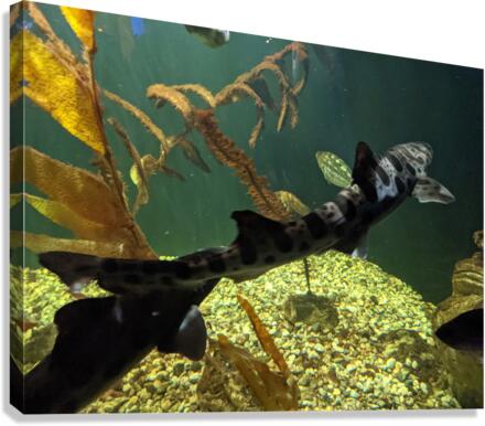 Shark Canvas Print