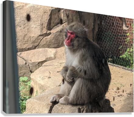 Monkey Canvas Print