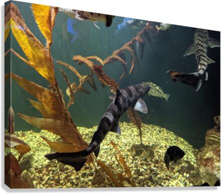 Ocean Canvas Print