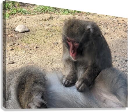 Monkey Canvas Print