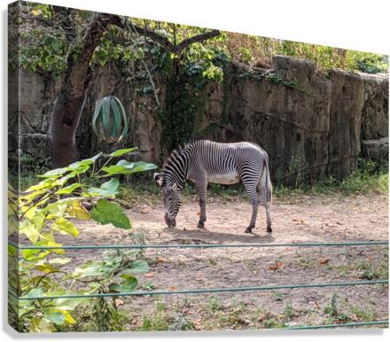 Zebra Canvas Print