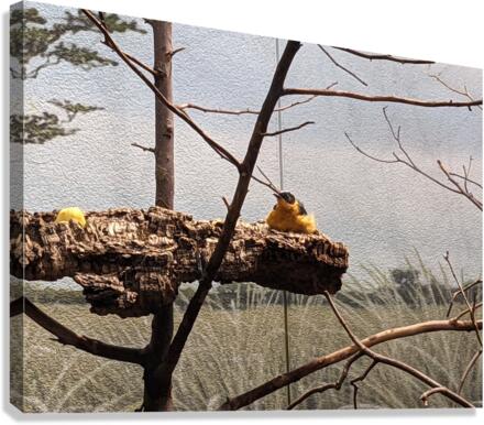 Zoo Canvas Print