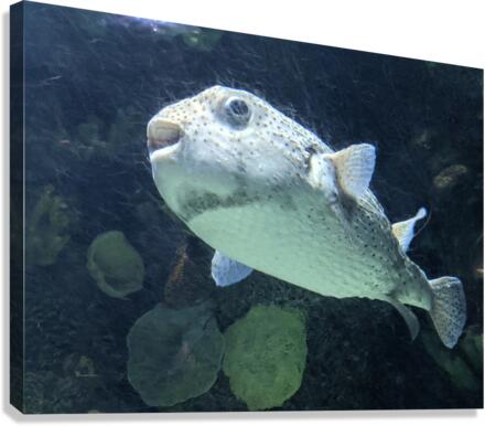 Puffer Fish Canvas Print