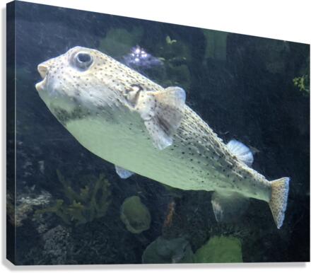 Puffer Fish Canvas Print