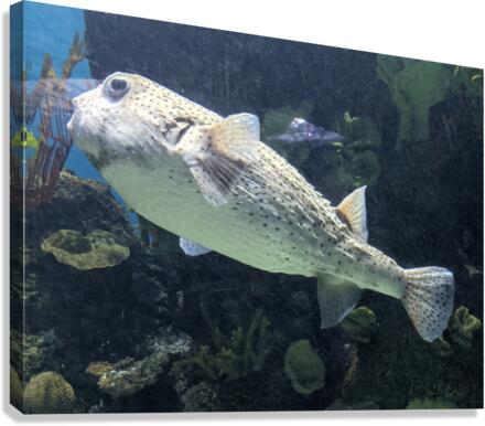 Puffer Fish Canvas Print