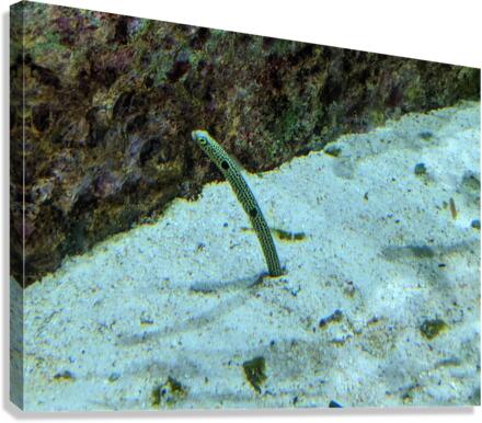 Yellow Eel Canvas Print